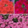 Verbena, sporýš 'Tricolor I' - Verbena 'Tricolor I'