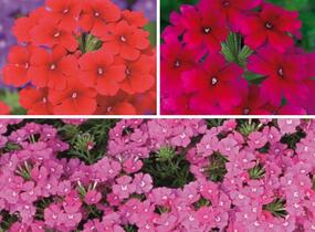 Sporýš 'Tricolor I' - Verbena 'Tricolor I'