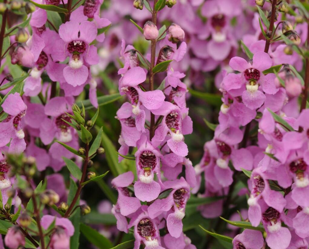 Angelonie úzkolistá 'Archangel Deep Rose' - Angelonia angustifolia 'Archangel Deep Rose'