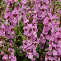 Angelonie úzkolistá 'Archangel Deep Rose' - Angelonia angustifolia 'Archangel Deep Rose'