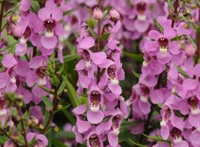 Angelonie úzkolistá 'Archangel Deep Rose' - Angelonia angustifolia 'Archangel Deep Rose'