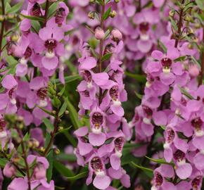 Angelonie úzkolistá 'Archangel Deep Rose' - Angelonia angustifolia 'Archangel Deep Rose'