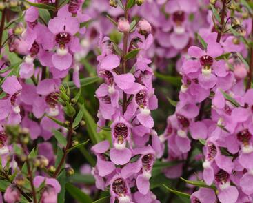 Angelonie úzkolistá 'Archangel Deep Rose'