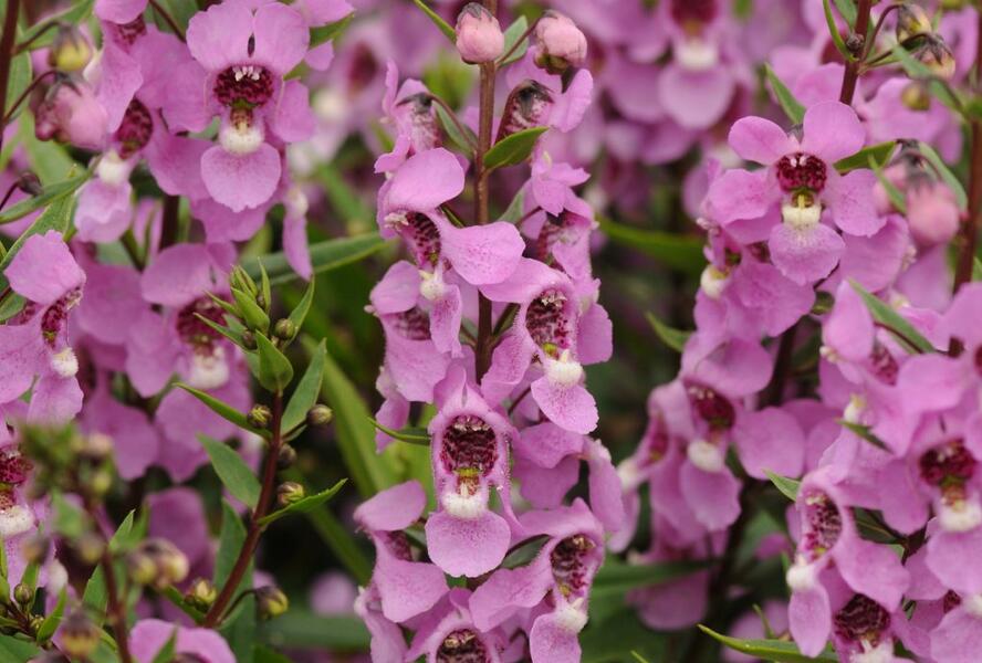 Angelonie úzkolistá 'Archangel Deep Rose' - Angelonia angustifolia 'Archangel Deep Rose'