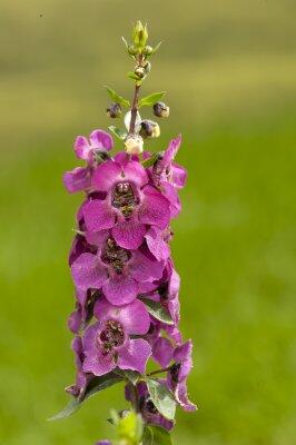 Angelonie úzkolistá 'Archangel Deep Rose' - Angelonia angustifolia 'Archangel Deep Rose'