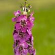 Angelonie úzkolistá 'Archangel Deep Rose' - Angelonia angustifolia 'Archangel Deep Rose'