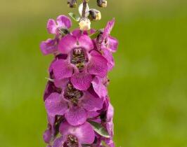 Angelonie úzkolistá 'Archangel Deep Rose' - Angelonia angustifolia 'Archangel Deep Rose'