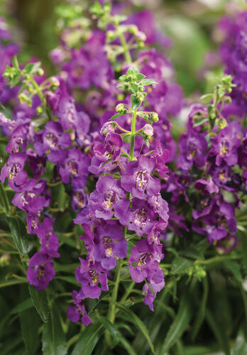 Angelonie úzkolistá 'Angel Mist Purple' - Angelonia angustifolia 'Angel Mist Purple'