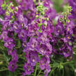 Angelonie úzkolistá 'Angel Mist Purple' - Angelonia angustifolia 'Angel Mist Purple'