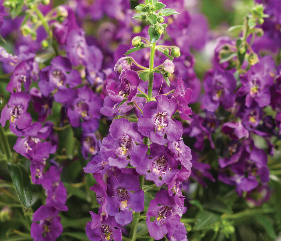 Angelonie úzkolistá 'Angel Mist Purple' - Angelonia angustifolia 'Angel Mist Purple'