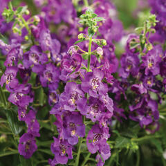 Angelonie úzkolistá 'Angel Mist Purple' - Angelonia angustifolia 'Angel Mist Purple'