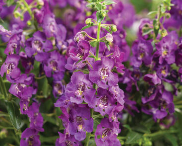 Angelonie úzkolistá 'Angel Mist Purple'