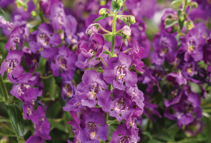 Angelonie úzkolistá 'Angel Mist Purple' - Angelonia angustifolia 'Angel Mist Purple'