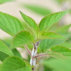 Šalvěj ananasová 'Pino' - Salvia rutilans 'Pino'