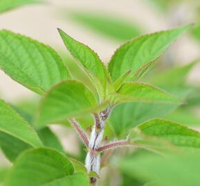 Šalvěj ananasová 'Pino' - Salvia rutilans 'Pino'