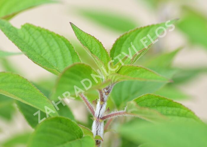 Šalvěj ananasová 'Pino' - Salvia rutilans 'Pino'