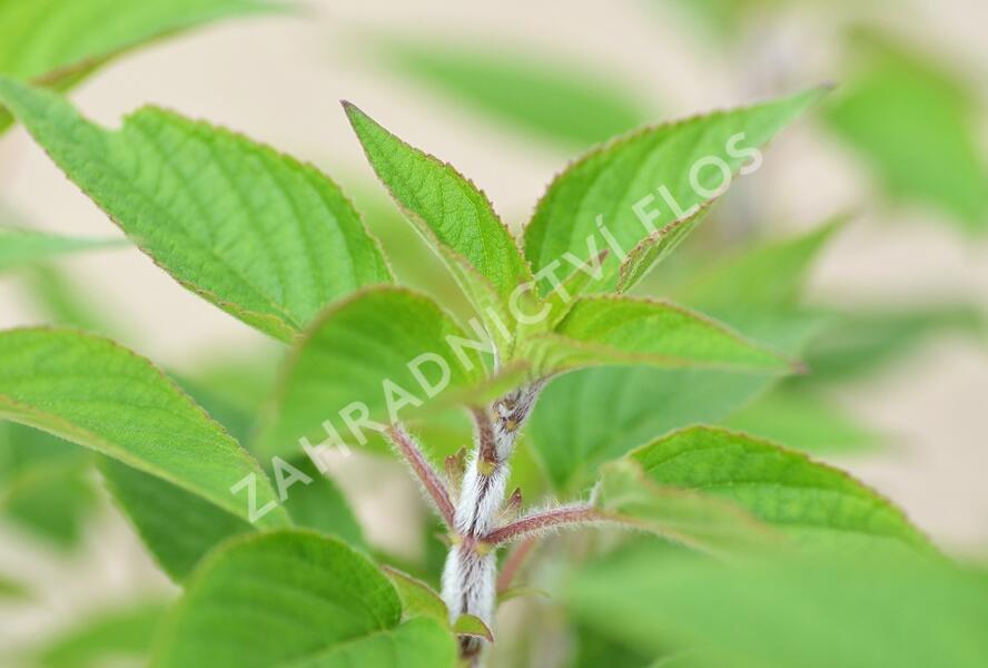 Šalvěj ananasová 'Pino' - Salvia rutilans 'Pino'