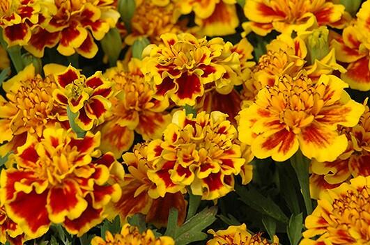 Aksamitník rozkladitý, afrikán 'Texana Yellow Fire' - Tagetes patula 'Texana Yellow Fire'