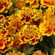 Aksamitník rozkladitý, afrikán 'Texana Yellow Fire' - Tagetes patula 'Texana Yellow Fire'