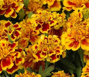 Aksamitník rozkladitý, afrikán 'Texana Yellow Fire' - Tagetes patula 'Texana Yellow Fire'