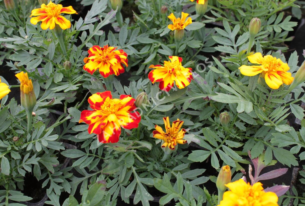Aksamitník rozkladitý, afrikán 'Solena Bolero' - Tagetes patula 'Solena Bolero'