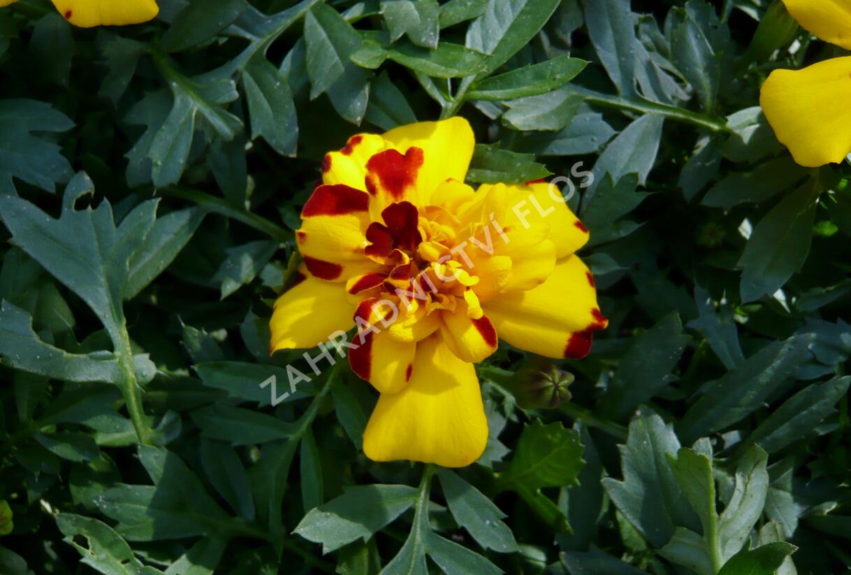 Aksamitník rozkladitý, afrikán 'Solena Bolero' - Tagetes patula 'Solena Bolero'