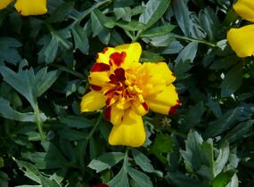 Aksamitník rozkladitý, afrikán 'Solena Bolero' - Tagetes patula 'Solena Bolero'