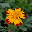 Aksamitník rozkladitý, afrikán 'Solena Bolero' - Tagetes patula 'Solena Bolero'