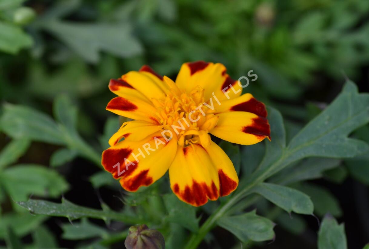 Aksamitník rozkladitý, afrikán 'Solena Bolero' - Tagetes patula 'Solena Bolero'