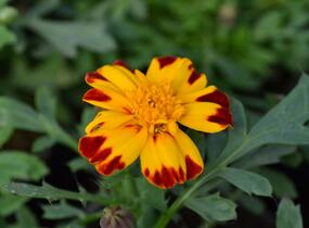 Aksamitník rozkladitý, afrikán 'Solena Bolero' - Tagetes patula 'Solena Bolero'