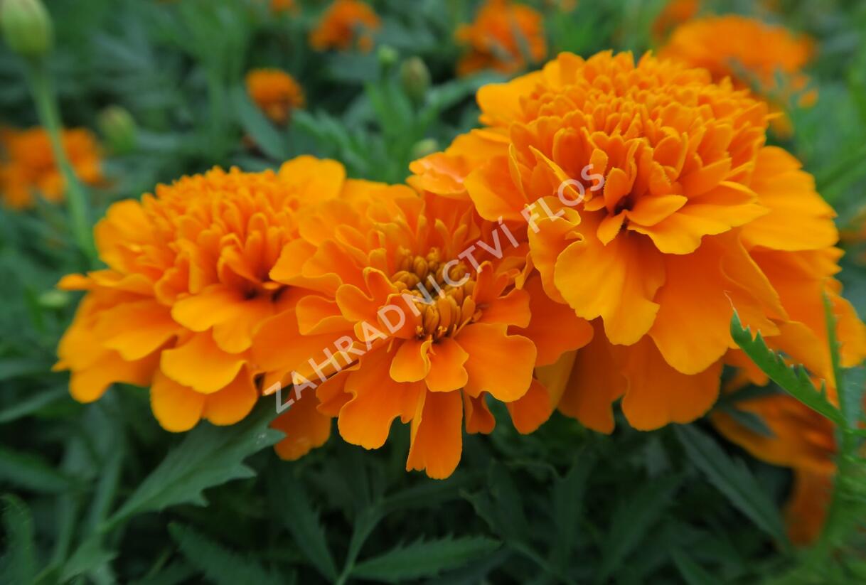 Aksamitník rozkladitý, afrikán 'Texana Orange' - Tagetes patula 'Texana Orange'