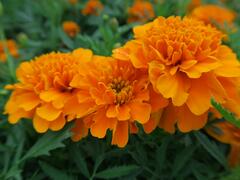 Aksamitník rozkladitý, afrikán 'Texana Orange' - Tagetes patula 'Texana Orange'