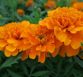 Aksamitník rozkladitý, afrikán 'Texana Orange' - Tagetes patula 'Texana Orange'