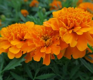 Aksamitník rozkladitý, afrikán 'Texana Orange' - Tagetes patula 'Texana Orange'
