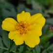 Aksamitník rozkladitý, afrikán 'Solena Yellow' - Tagetes patula 'Solena Yellow'