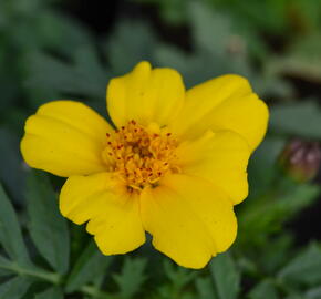 Aksamitník rozkladitý, afrikán 'Solena Yellow' - Tagetes patula 'Solena Yellow'