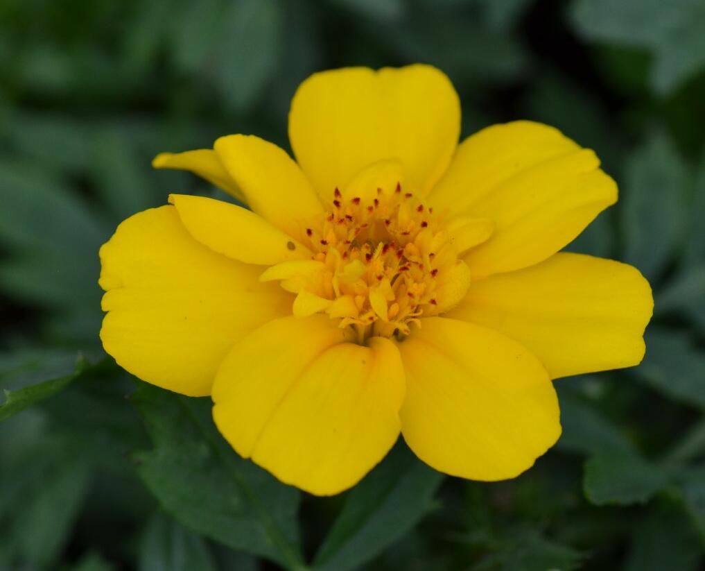 Aksamitník rozkladitý, afrikán 'Solena Yellow' - Tagetes patula 'Solena Yellow'