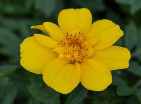 Aksamitník rozkladitý, afrikán 'Solena Yellow' - Tagetes patula 'Solena Yellow'