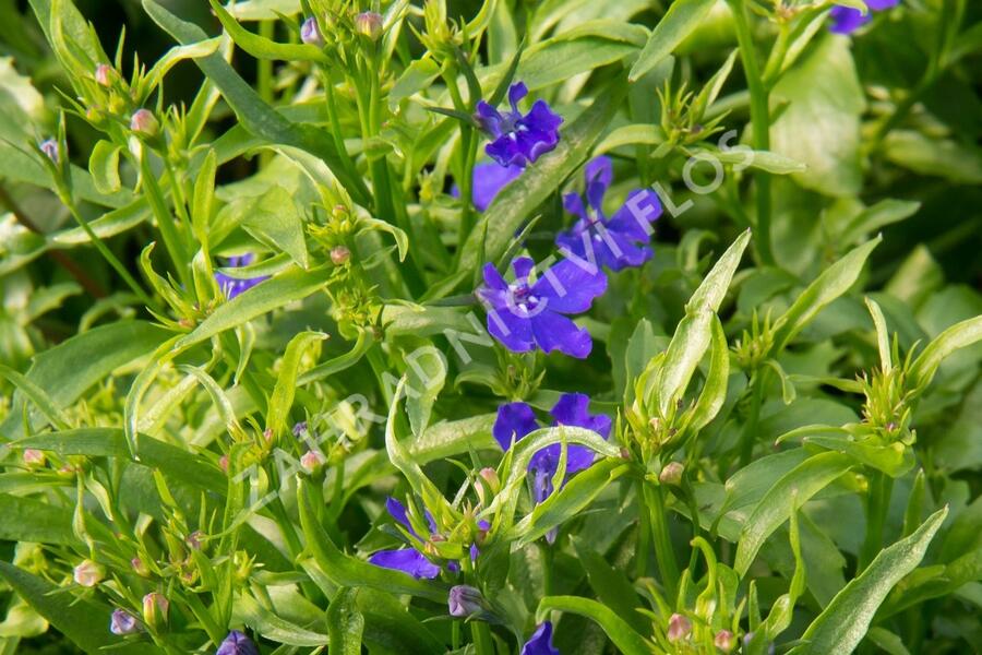 Lobelka 'Riviera Midnight Blue' - Lobelia erinus 'Riviera Midnight Blue'