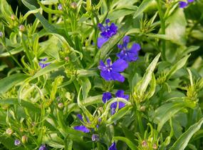 Lobelka 'Riviera Midnight Blue' - Lobelia erinus 'Riviera Midnight Blue'