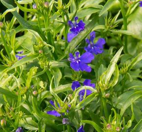 Lobelka 'Riviera Midnight Blue' - Lobelia erinus 'Riviera Midnight Blue'