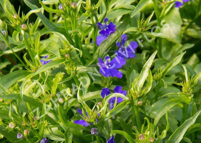 Lobelka 'Riviera Midnight Blue' Lobelia erinus 'Riviera Midnight Blue' Zahradnictví FLOS