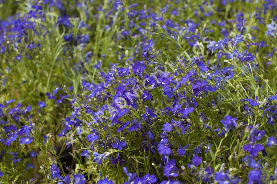 Lobelka 'Riviera Marine Blue' - Lobelia erinus 'Riviera Marine Blue'