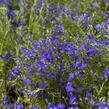 Lobelka 'Riviera Marine Blue' - Lobelia erinus 'Riviera Marine Blue'