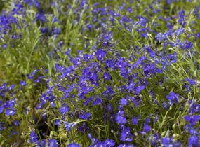 Lobelka 'Riviera Marine Blue' - Lobelia erinus 'Riviera Marine Blue'