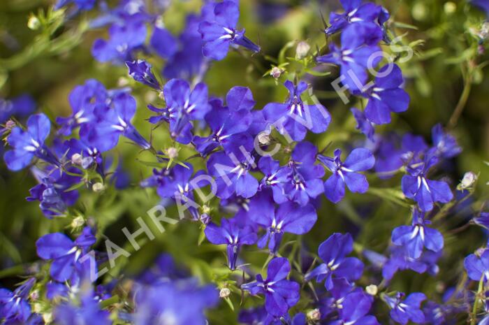 Lobelka 'Riviera Marine Blue' - Lobelia erinus 'Riviera Marine Blue'