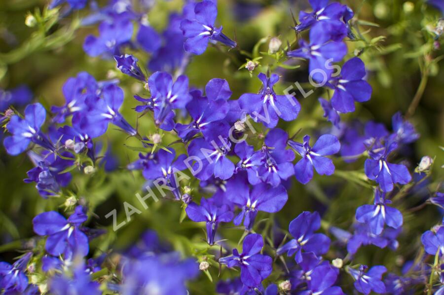 Lobelka 'Riviera Marine Blue' - Lobelia erinus 'Riviera Marine Blue'