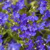 lobelka modr Riviera Marine Blue - Lobelia erinus Riviera Marine Blue