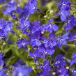 Lobelka 'Riviera Marine Blue' - Lobelia erinus 'Riviera Marine Blue'