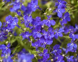 Lobelka 'Riviera Marine Blue'